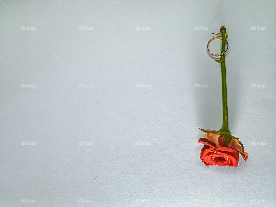 a red flower with a golden ring on a white background