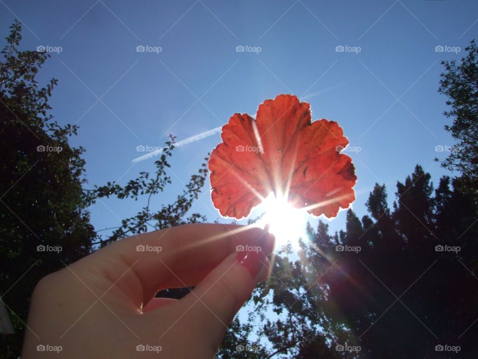Red leaf and sun