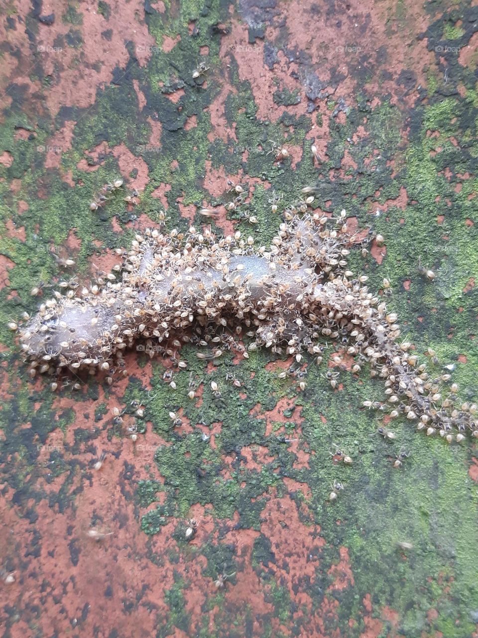 Died house gecko surrounded by ants