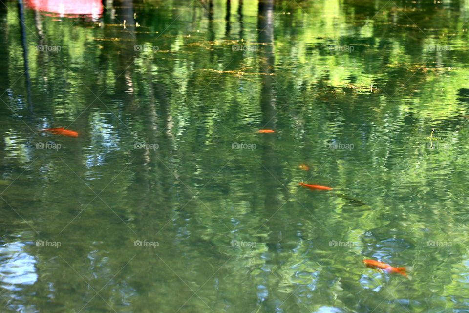 Golden fish in lake