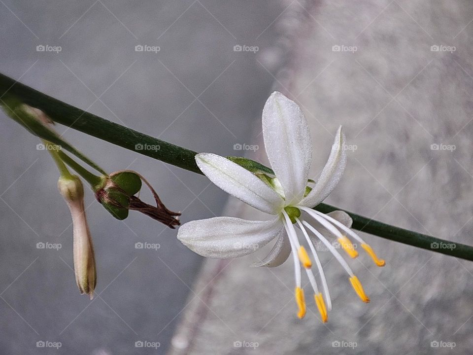 Macro image of a white flower