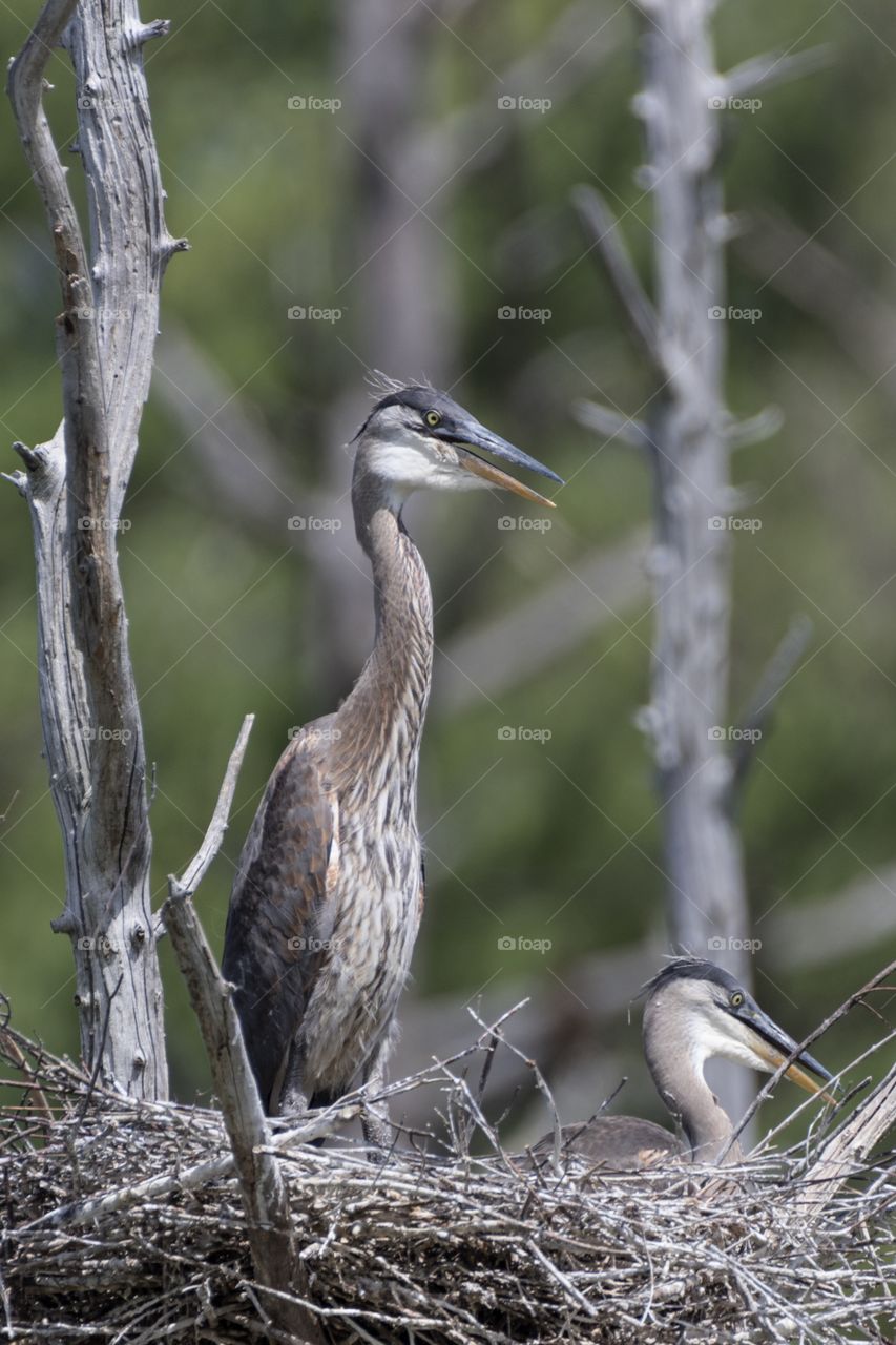 Two fledglings await their meal.