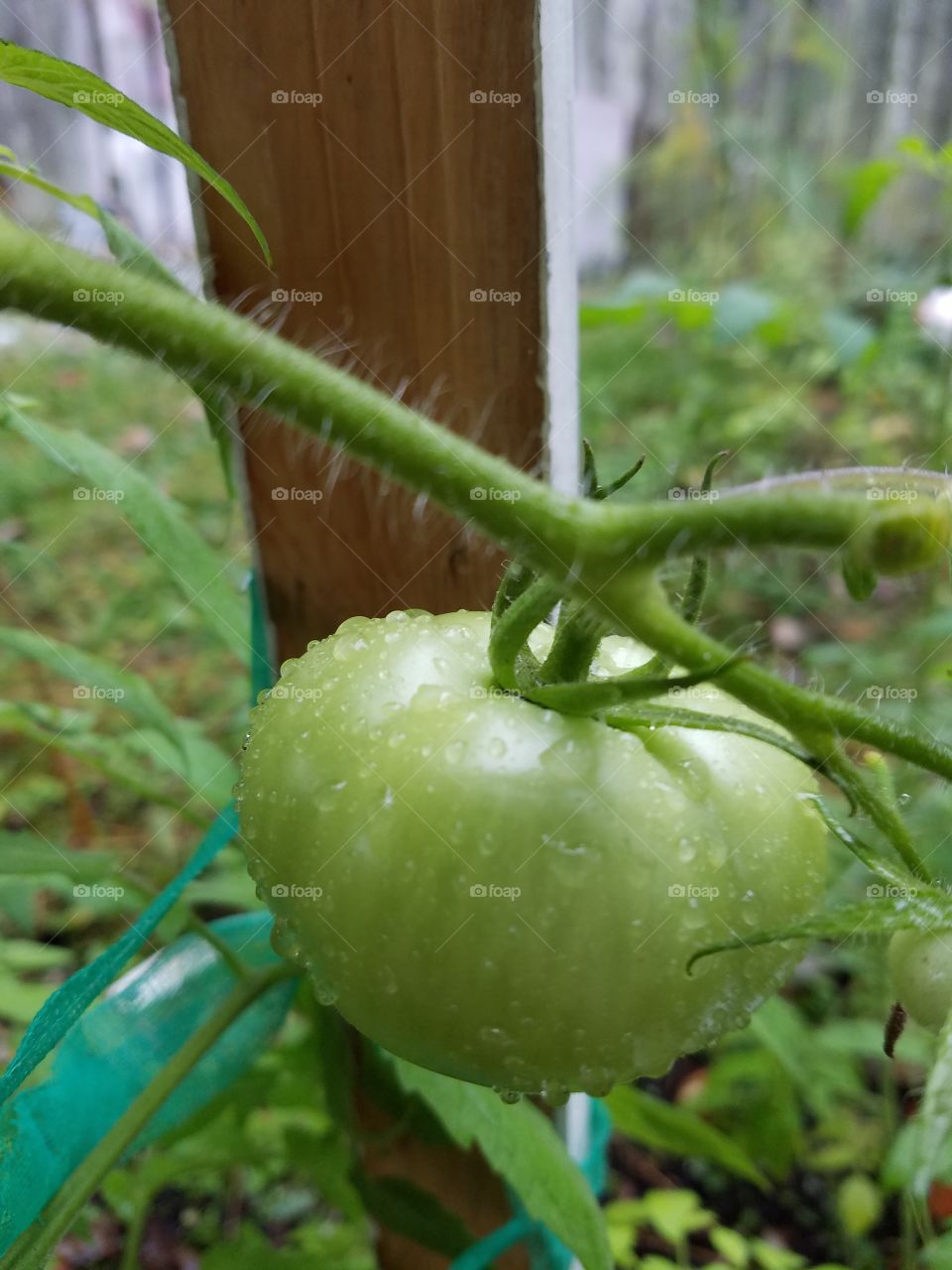 green tomatoes in my garden