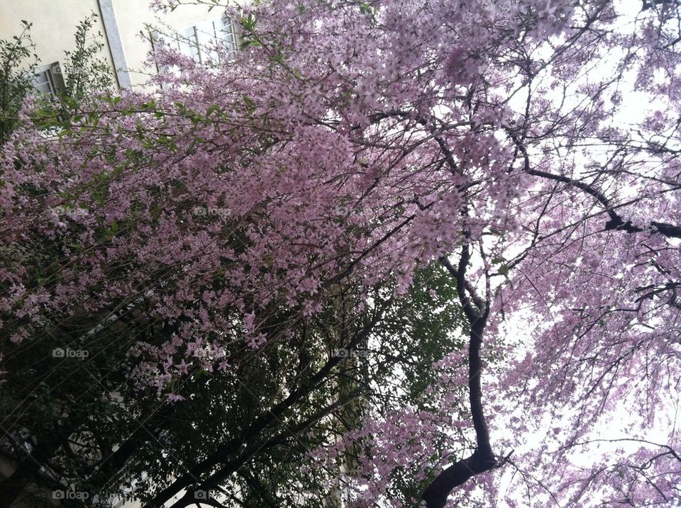 Under flowering tree