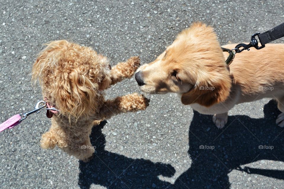 Two puppies meet on a walk