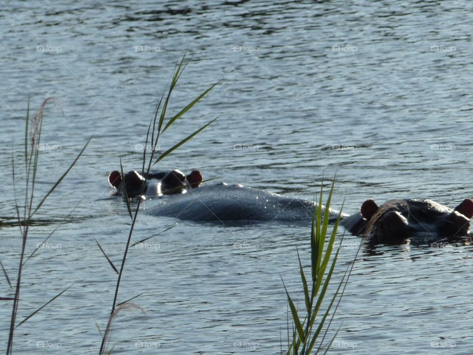 hippo and babies