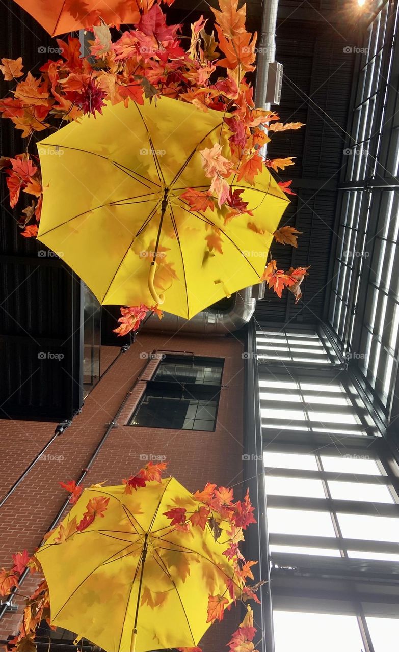 Yellow umbrellas and red leaves 