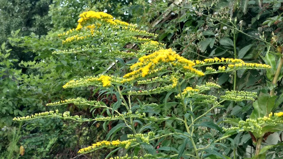 Nature, Flora, Flower, Leaf, Summer