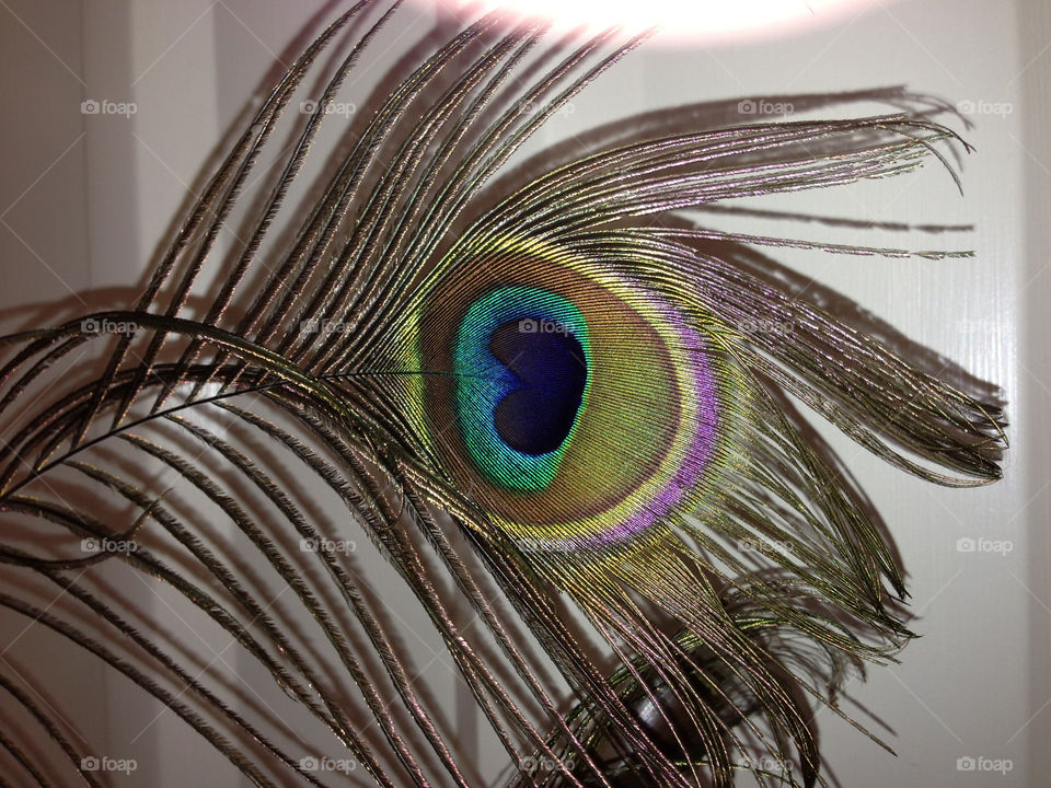 Peacock feather