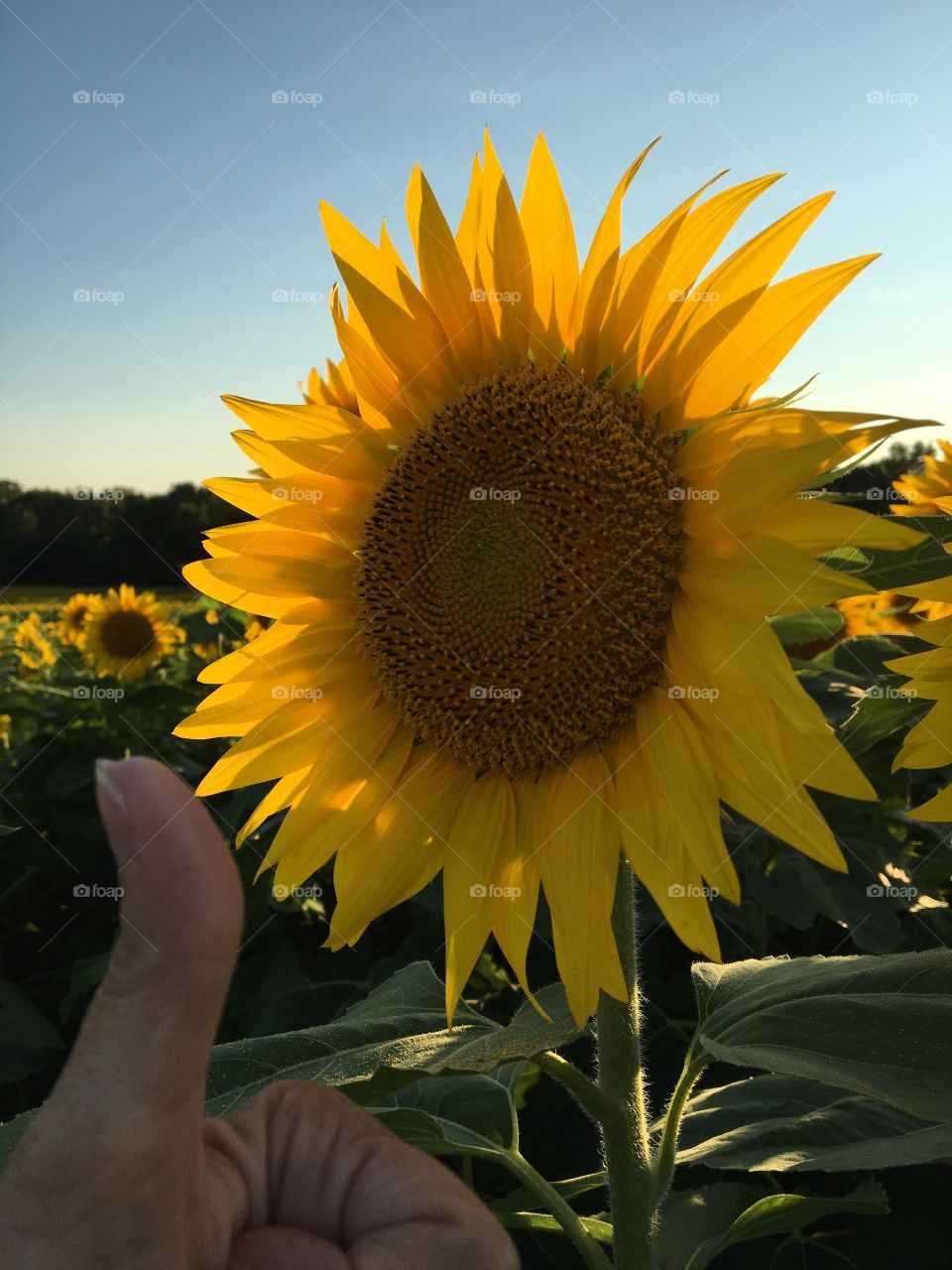 Thumbs Up for Sunflowers 