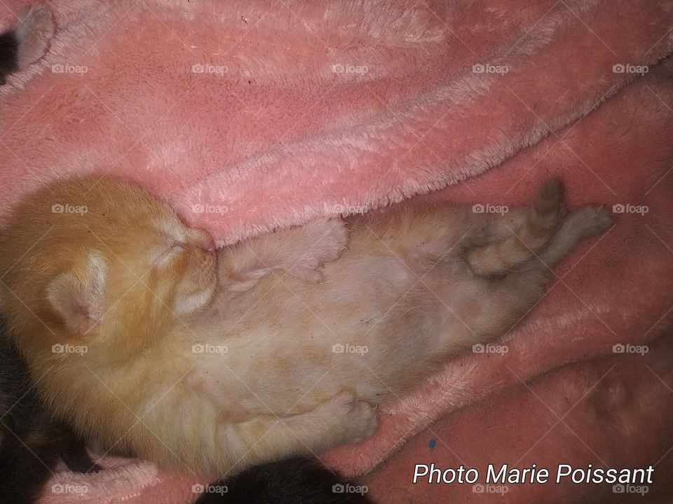 sleeping baby kittens