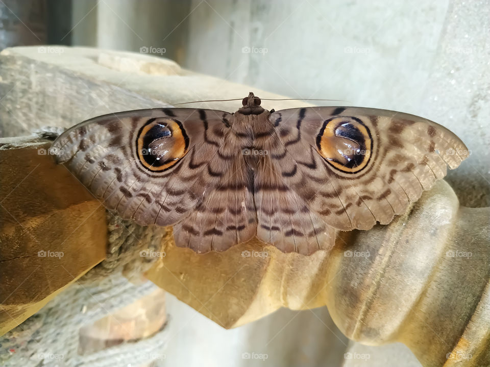 Image of Erebus Hieroglyphica Butterfly on the dry wood. Insect Animal