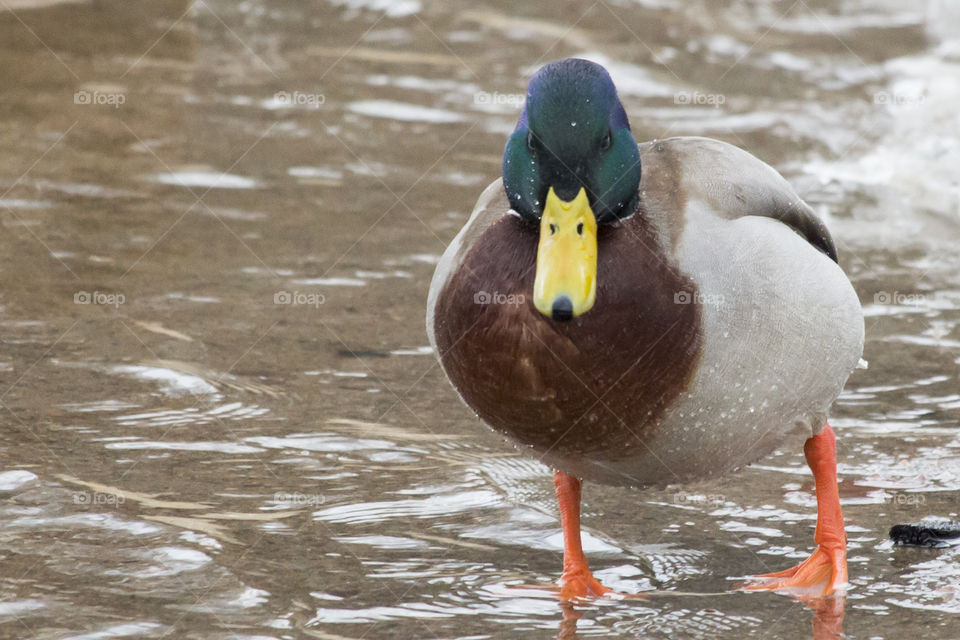 Mallard duck by the lake - starring at me - anka stirrar på mig 