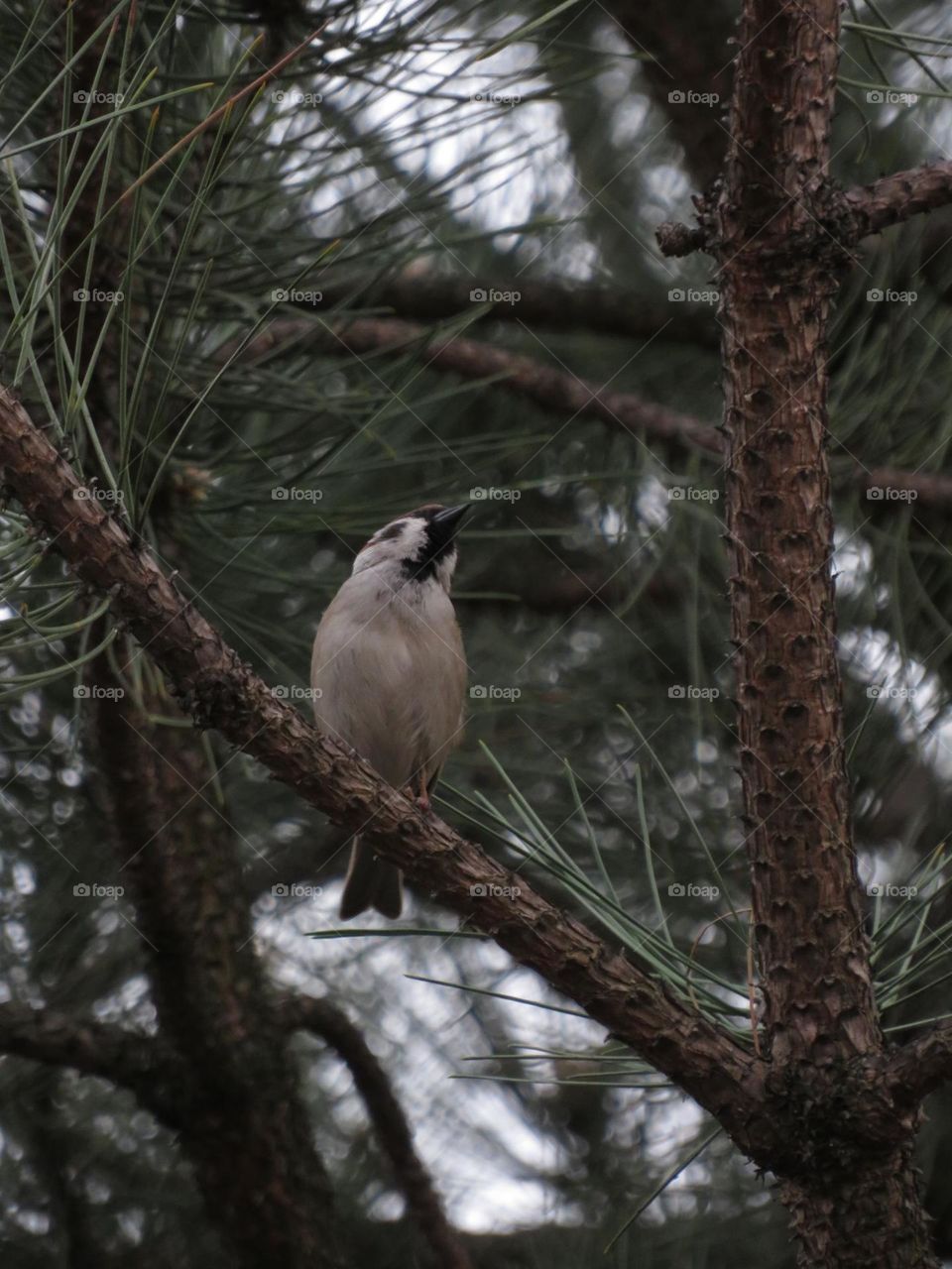 Sparrow on pine