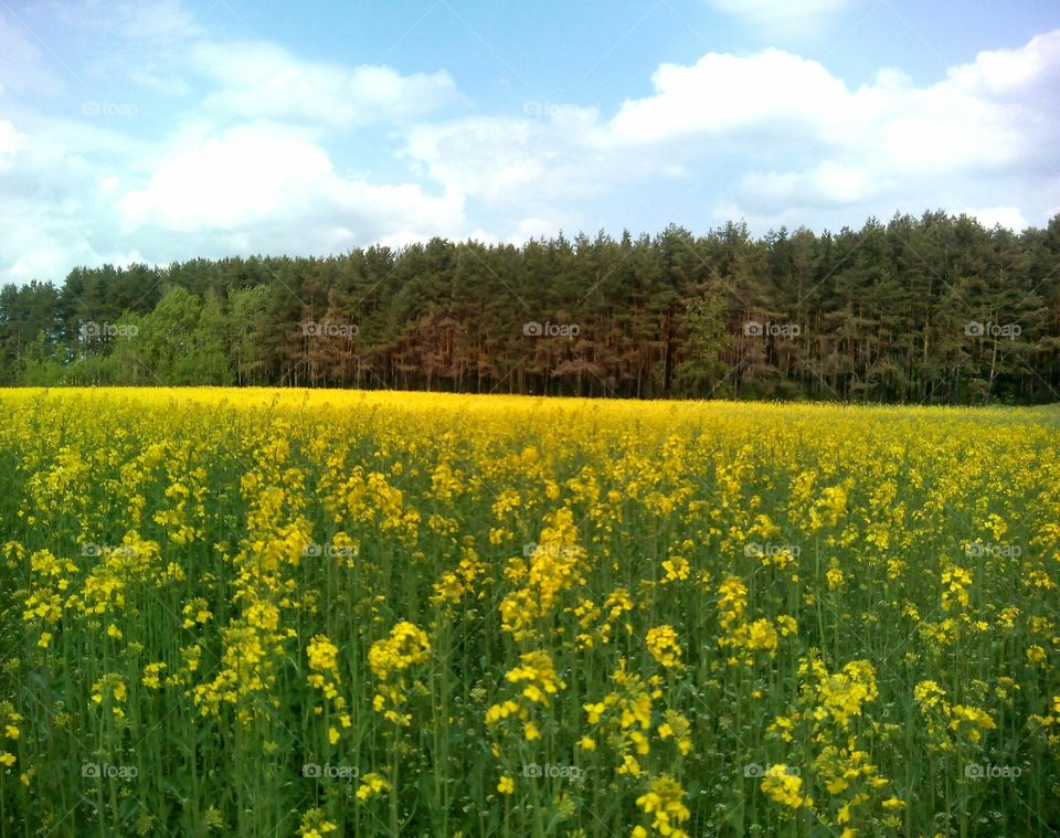 Scenic view of landscape