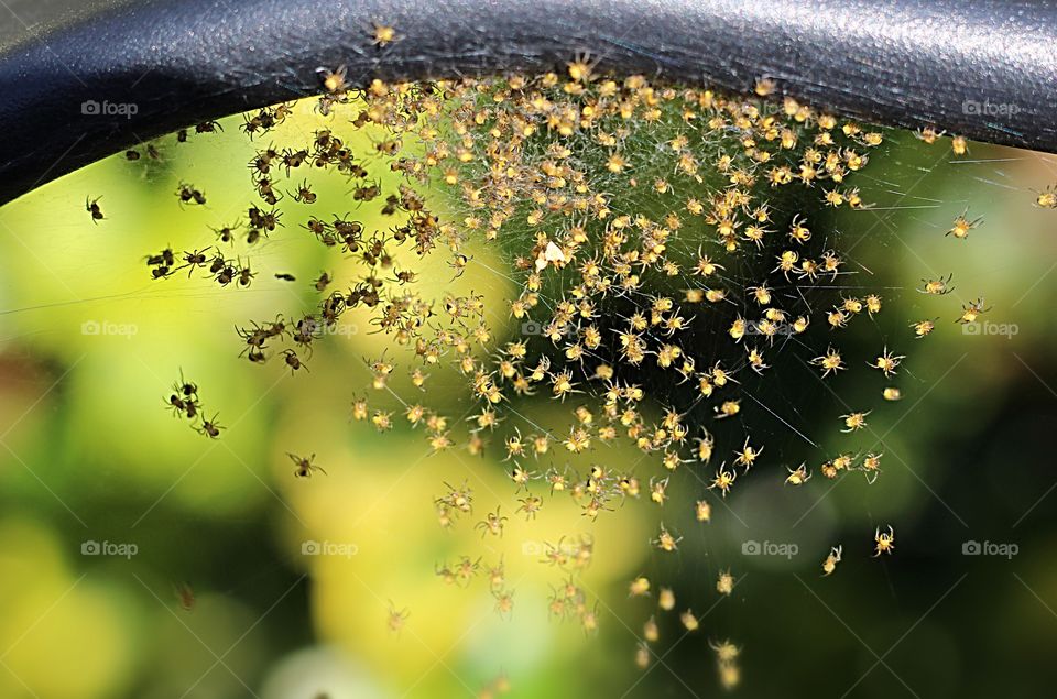 Baby spiders