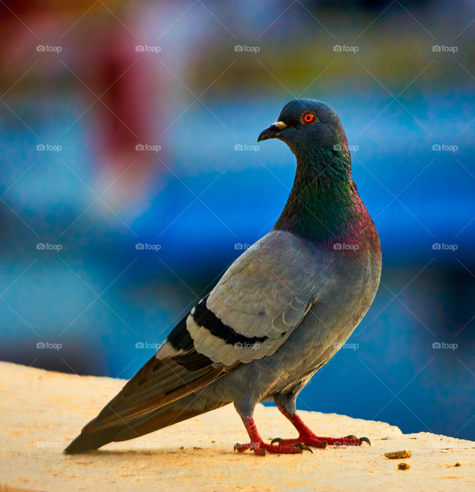 Bird photography  - Dove  - Posing