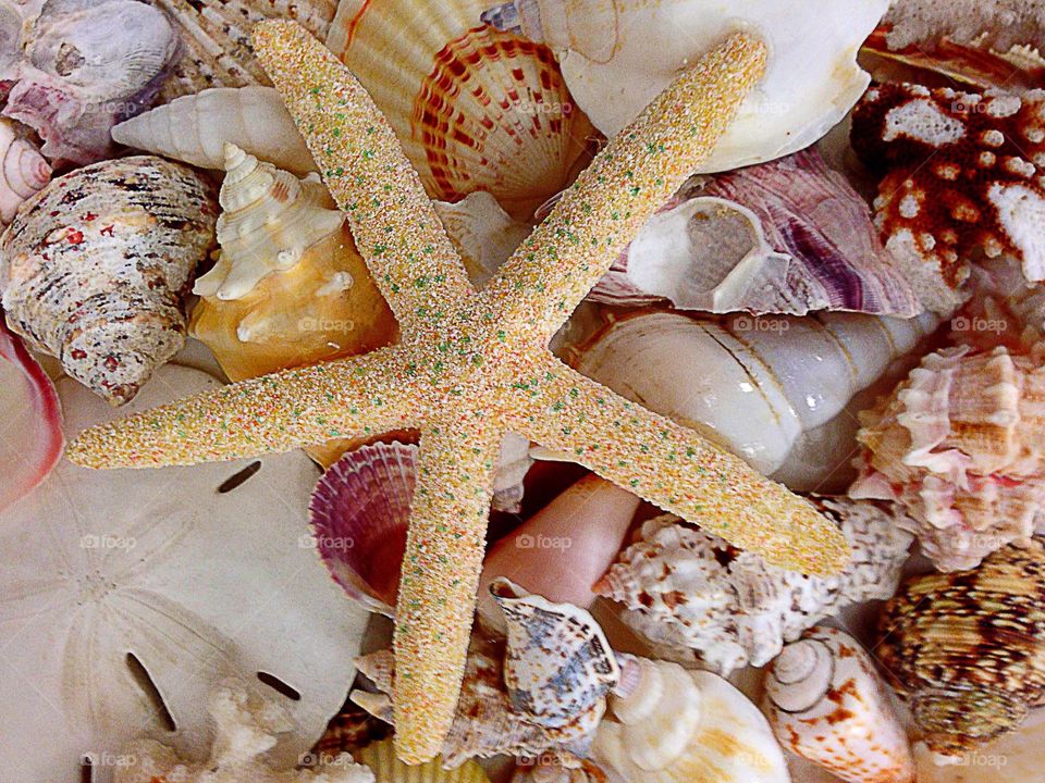 Seashells and starfish on the beach.