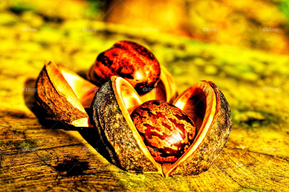 Rubber plant seed with cot