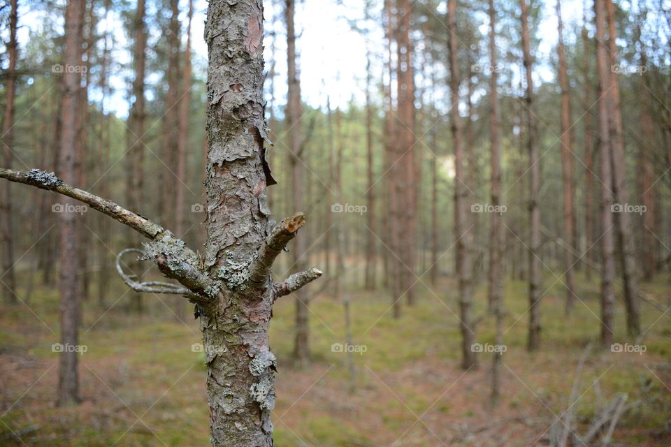 Close-up of tree trunk in forest