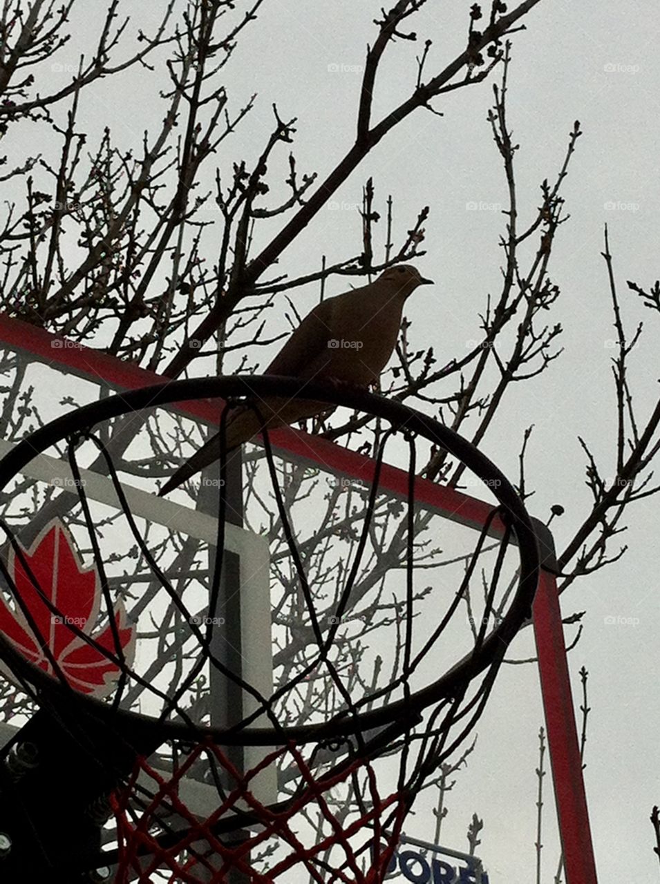 Bird On a Basketball Net
