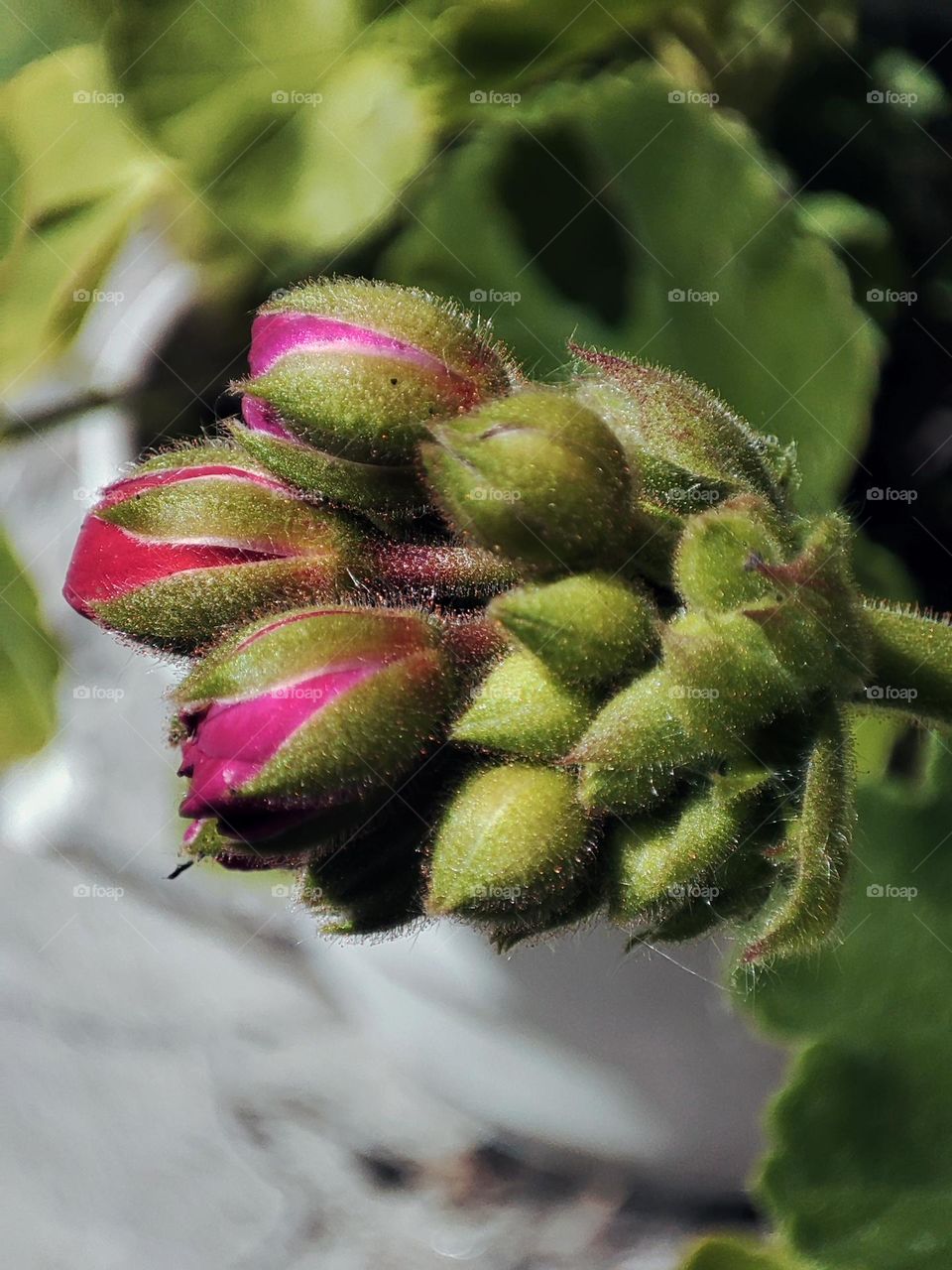 Macro photo of a summer plants