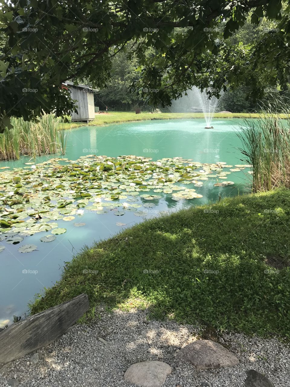 Fish pond with waterfall cattails lily pads