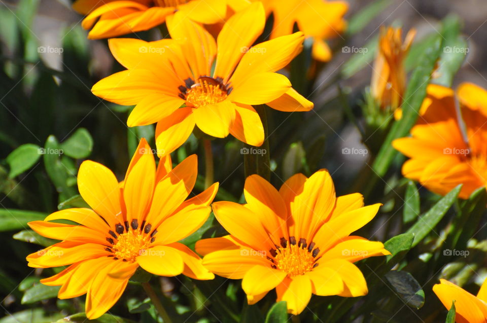 Daisies grown by myself