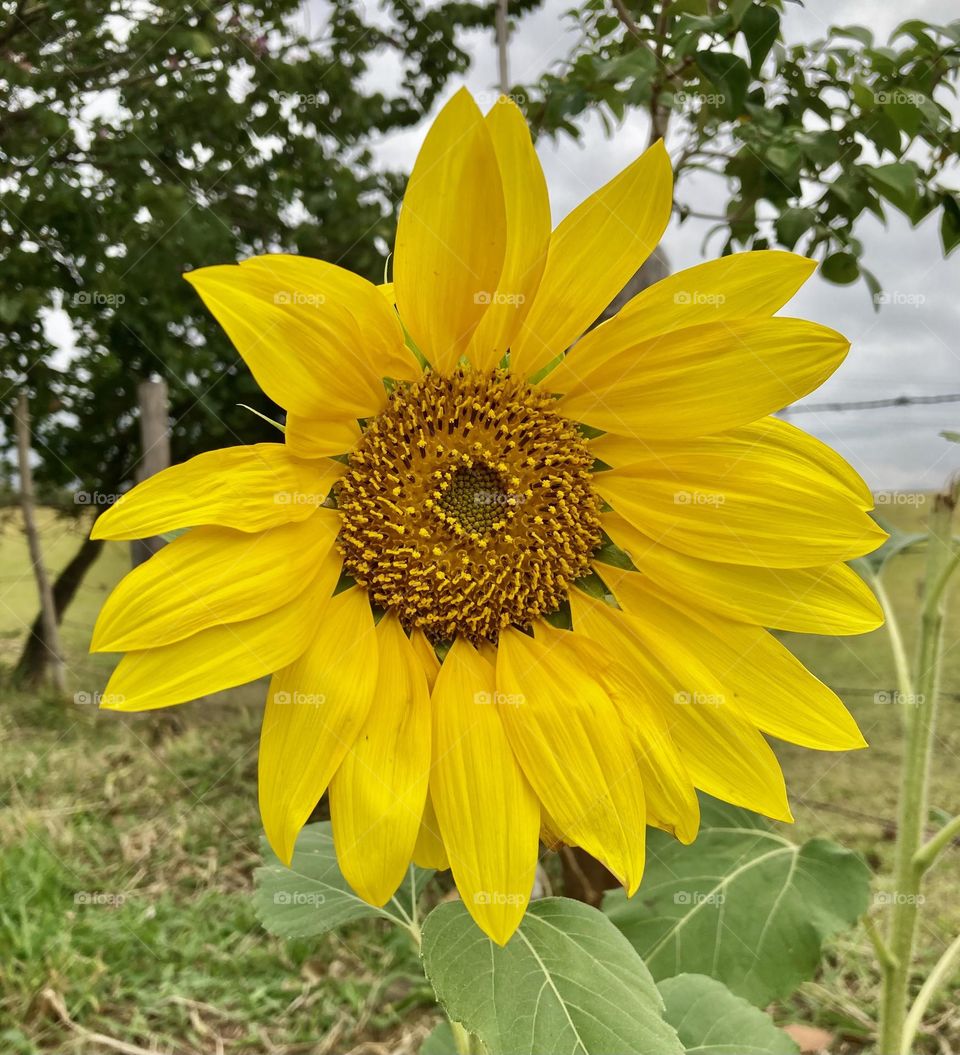 🌹 🇺🇸 Very beautiful flowers to brighten our day.  Live nature and its beauty. Did you like the delicate petals? / 🇧🇷 Flores muito bonitas para alegrar nosso dia. Viva a natureza e sua beleza. Gostaram das pétalas delicadas? 