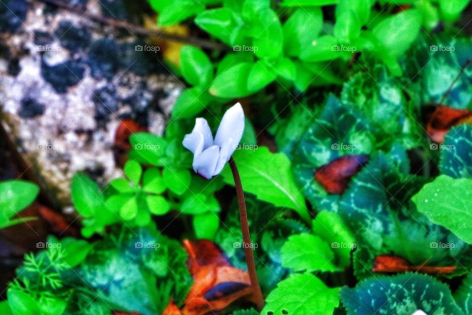 White and beautiful.