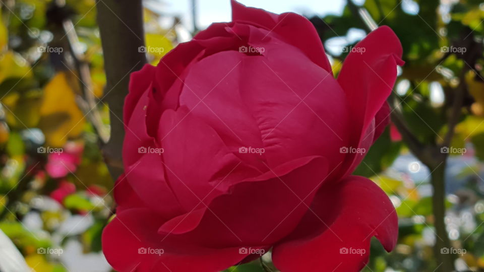 Flower, Rose, Nature, Love, No Person