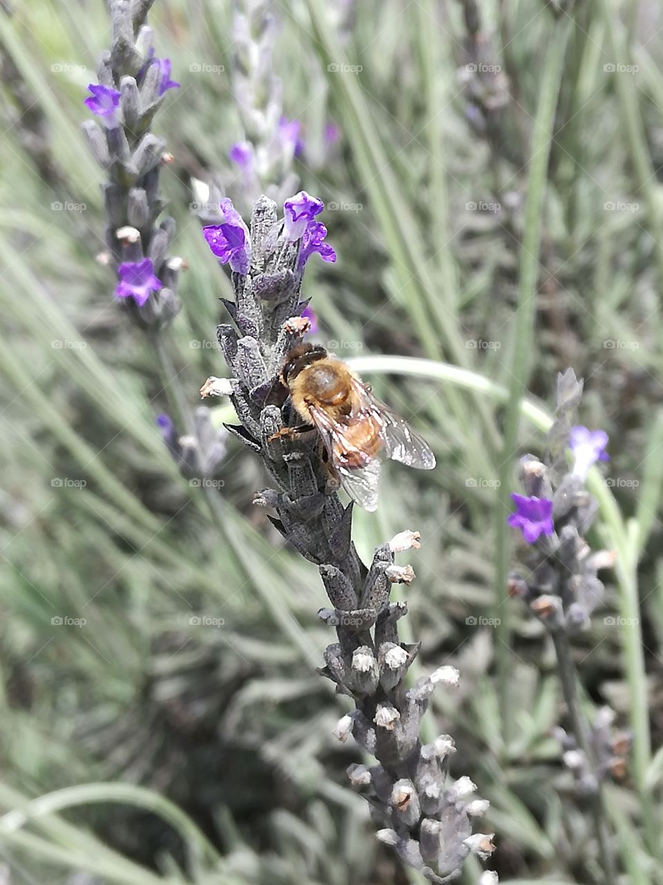 furry honey bee on a flower