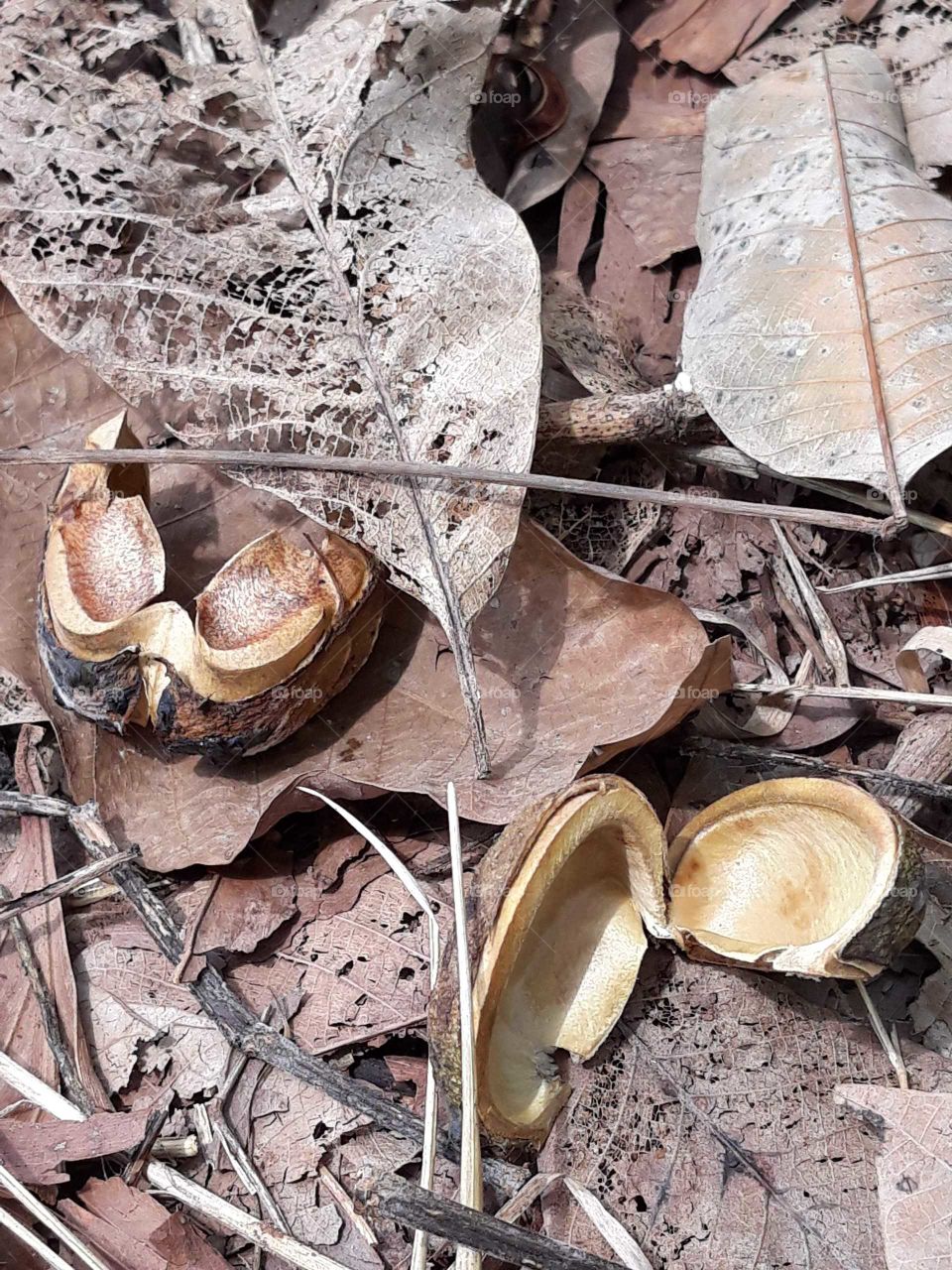 rubber tree shell fall