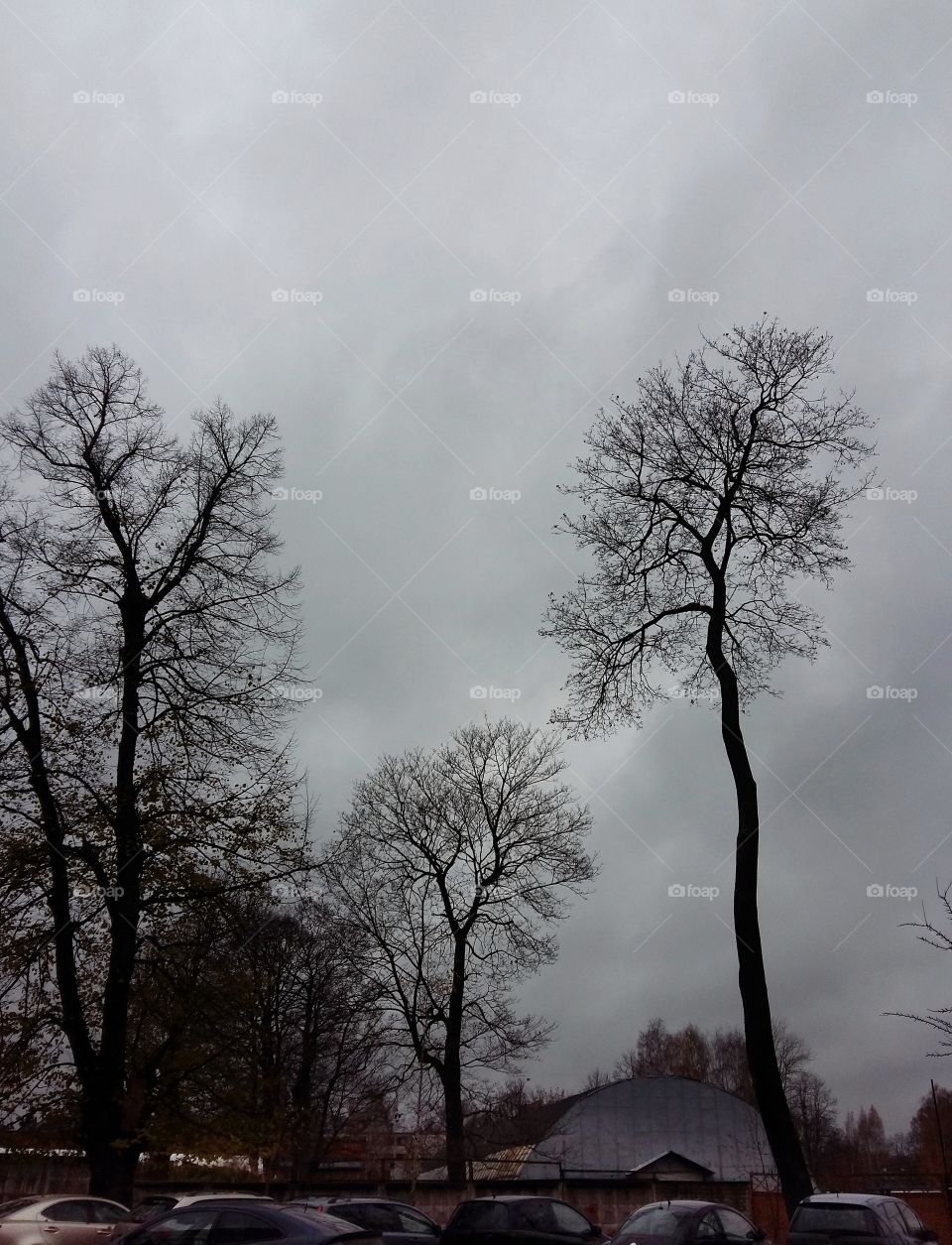 Dark tree silhouettes on an overcast day