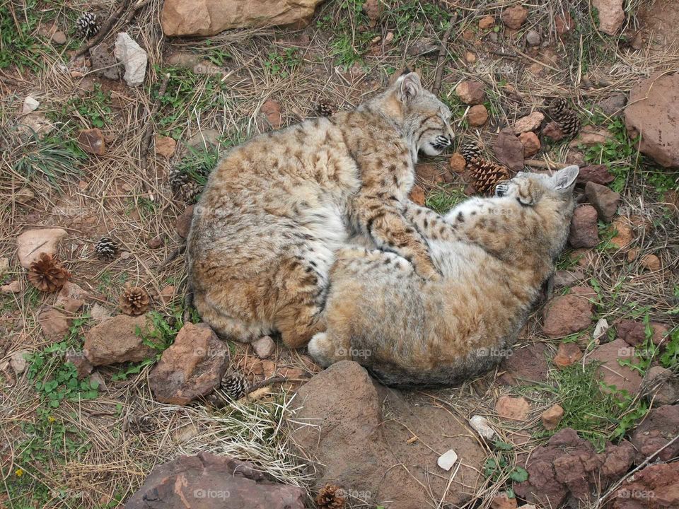 Snuggling cats