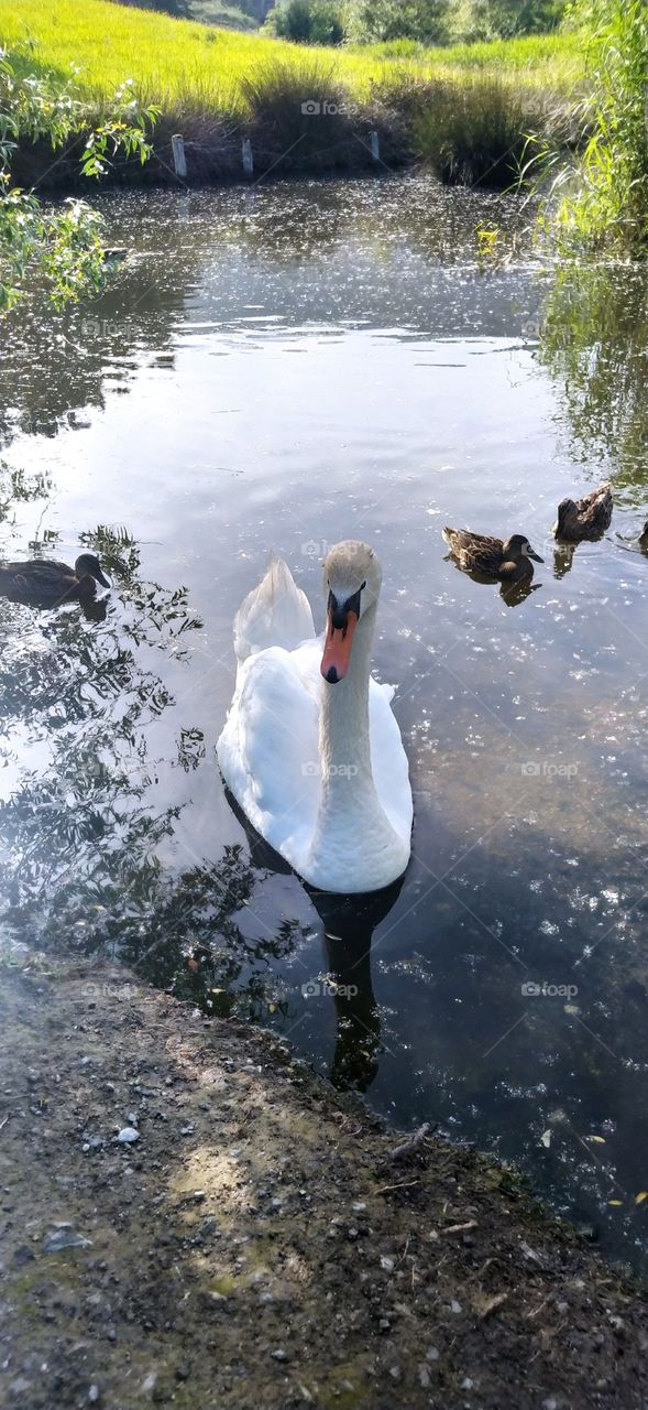 El cisne de la pura armonía