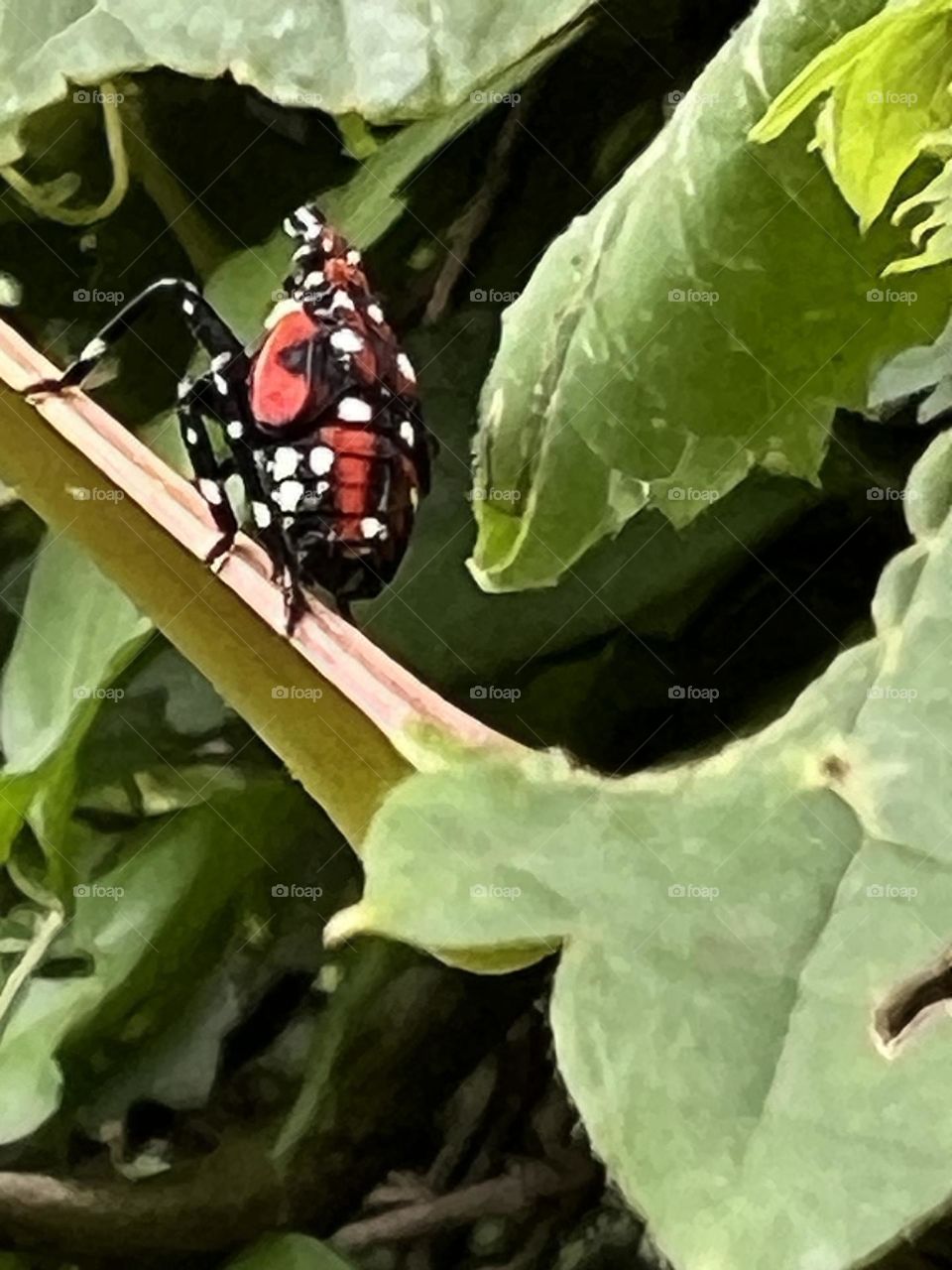 Spotted Lanternfly 4th instar nymph 