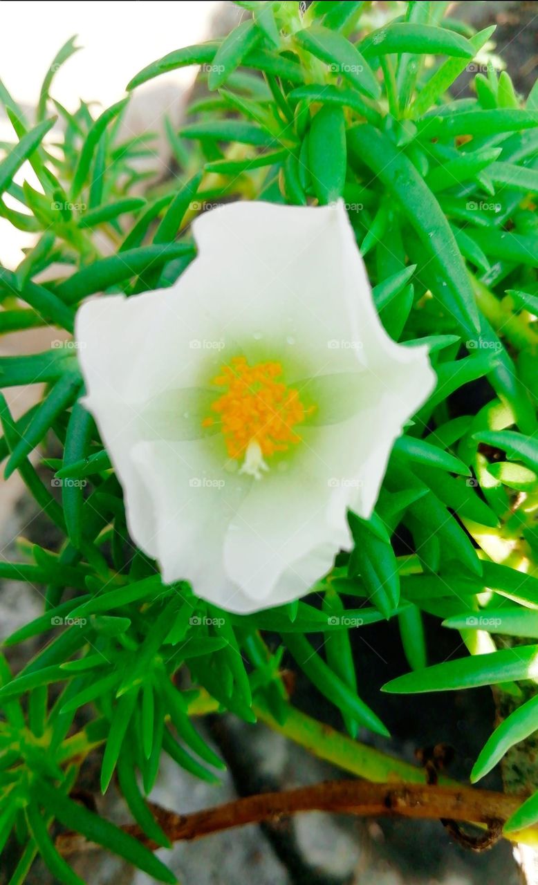 Lite sun flower's white