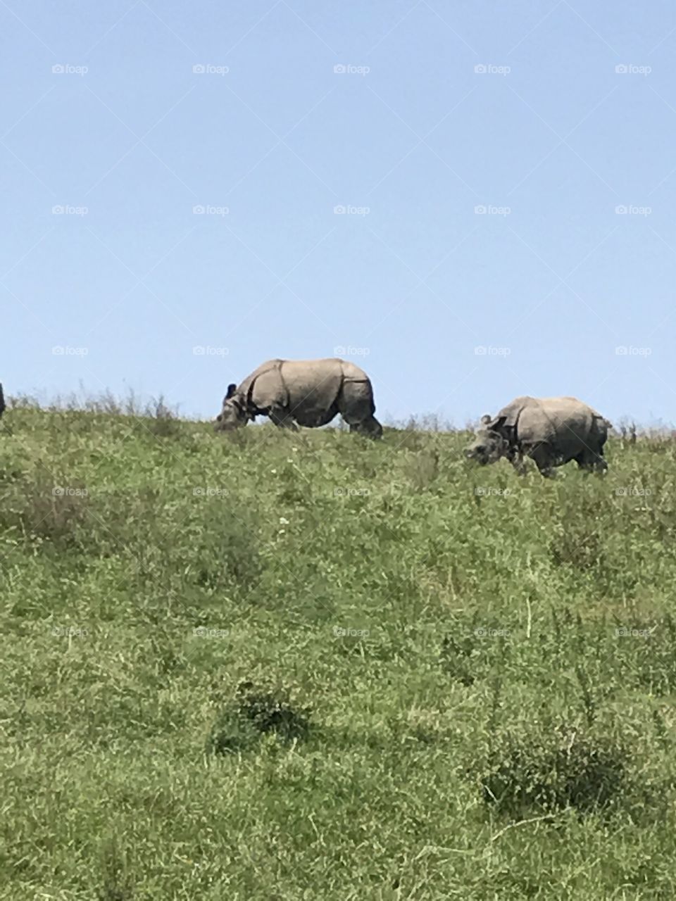 The rhino! 