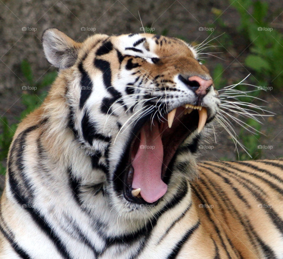 tiger . yawning tiger 
