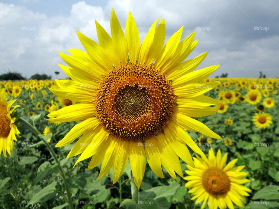 beautiful sunflower