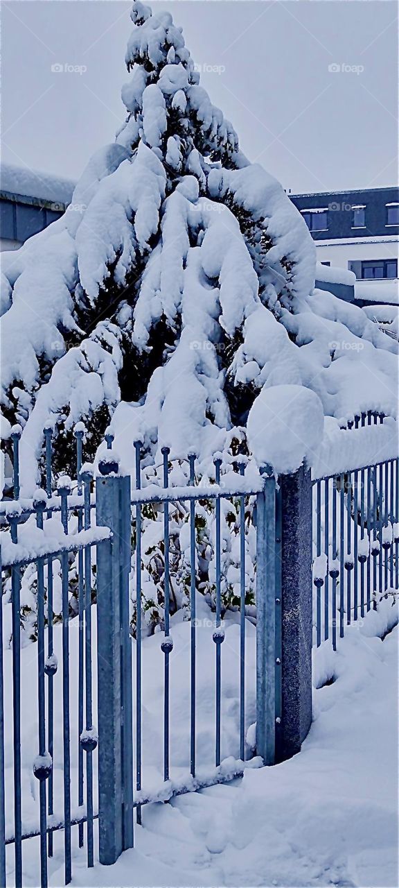 This evergreen tree is covered by a thick layer of snow during the big snowstorm in „Bavaria“, Germany in early December 2023. Its branches are weighed down from the heavy load of all the snow that accumulated on its branches. Hypnotic Productions