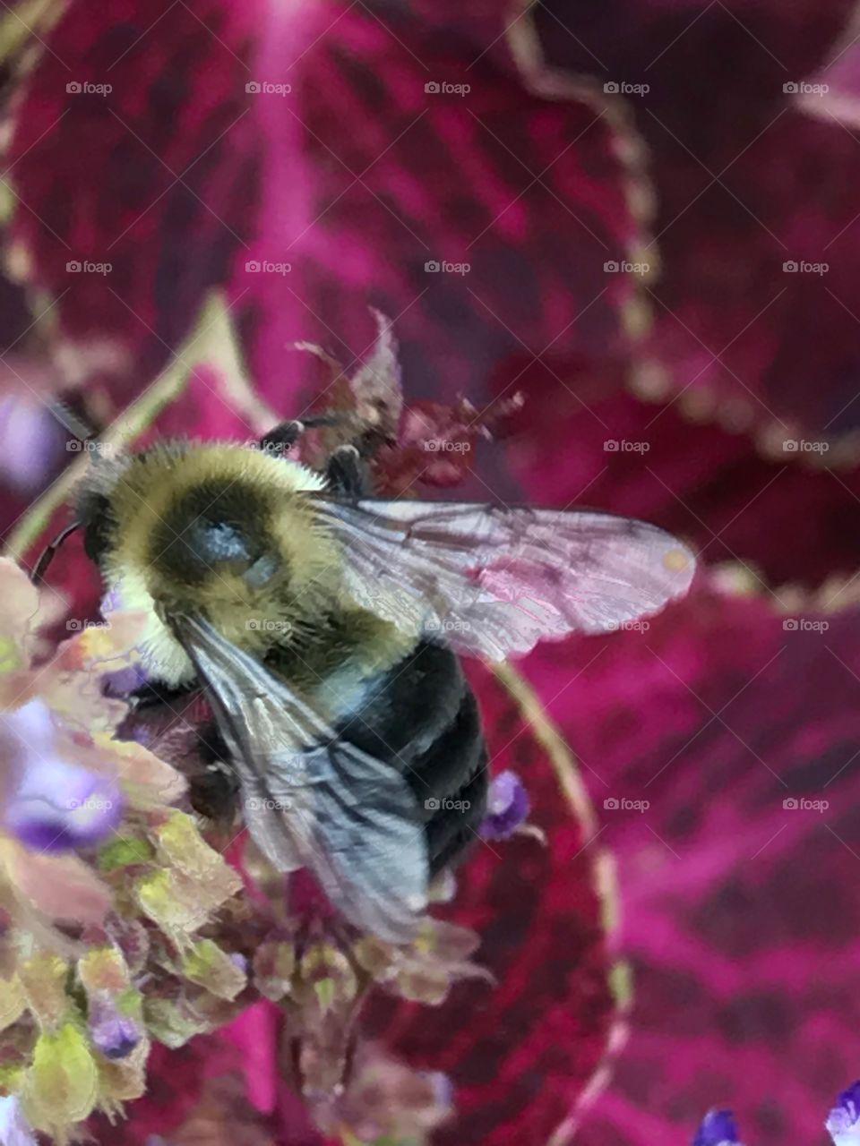 Bee close up