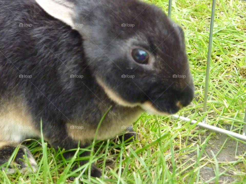 my gorgeous rabbit enjoying the garden