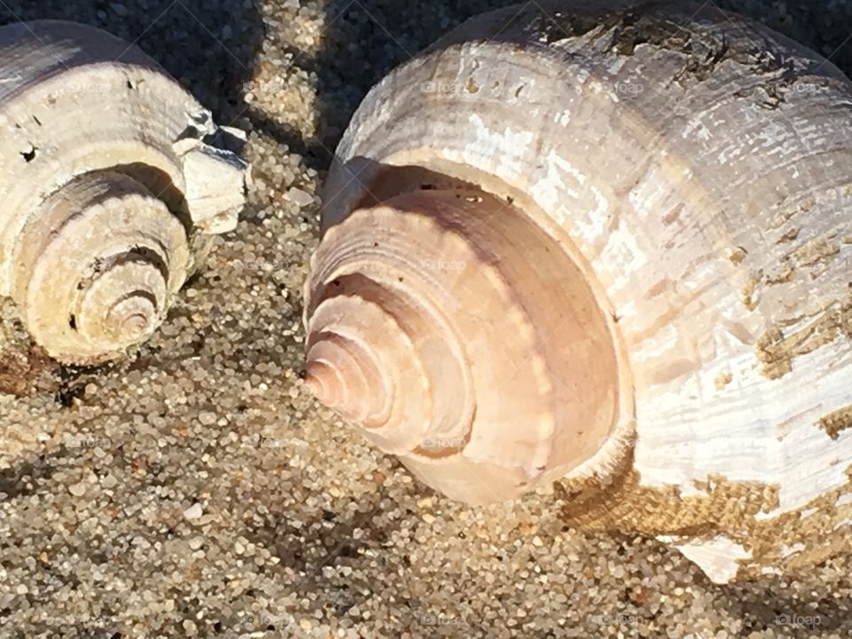 Beautiful seashells with natural warm colors found on the beach.