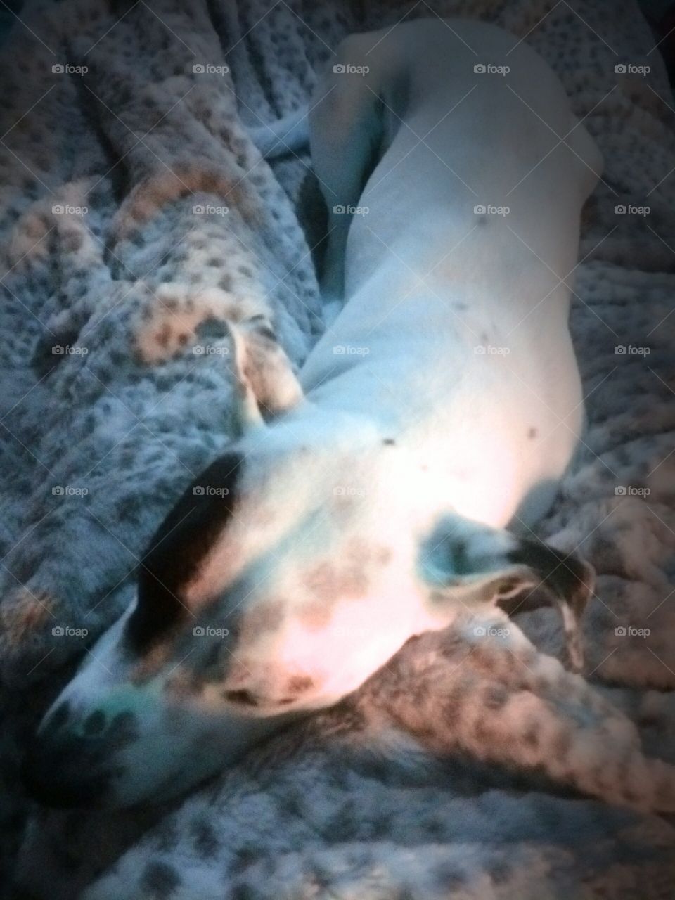 My dog taking a nap 😊