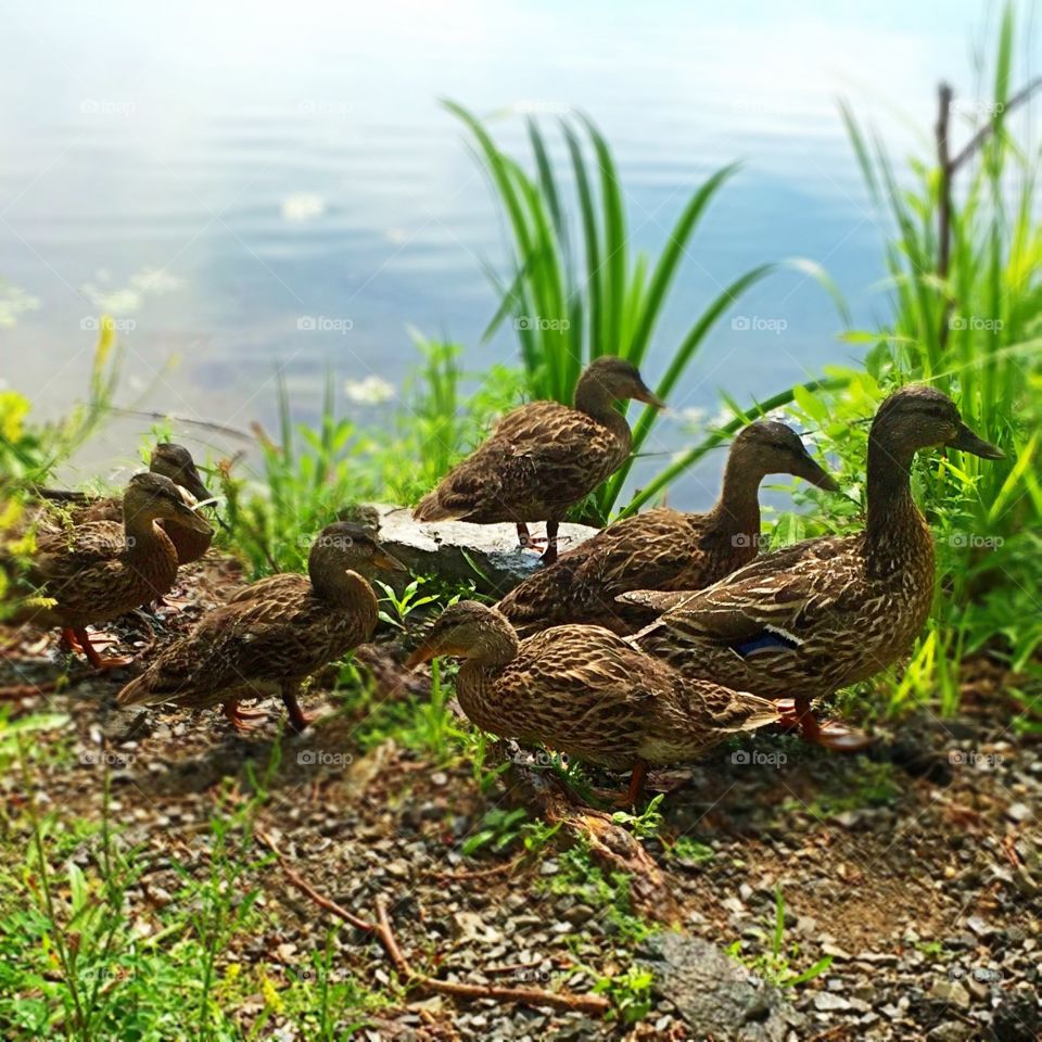 Your ducks in a row. A raft of ducks wandering along a lakeshore. 