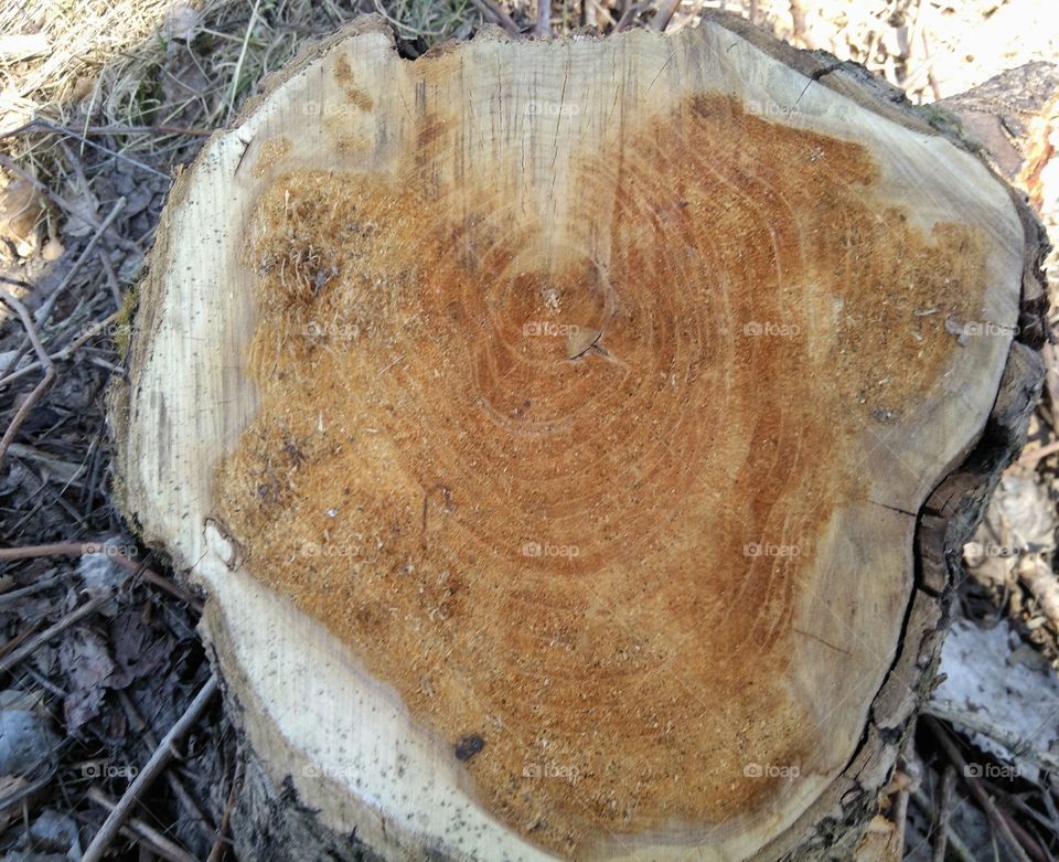 wood tree heart texture background