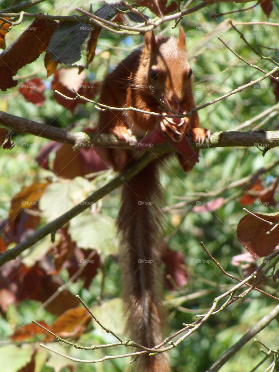 Squirrel eating in France