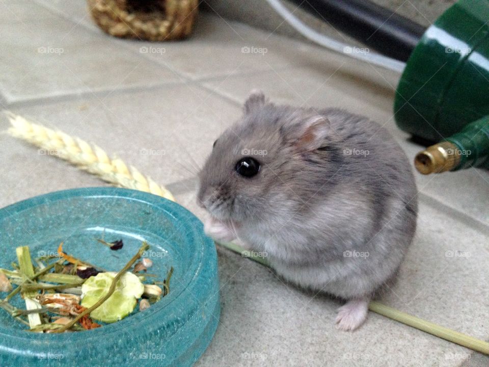 Sir Henry. This my new hamster 